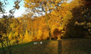 jesien 2015 (16)
